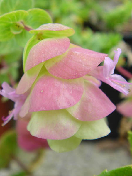 Origanum rotundifolium 'Barbara Tingey'